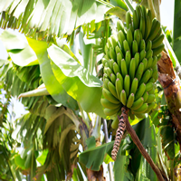 Curso BPM para el Cultivo de Plátano